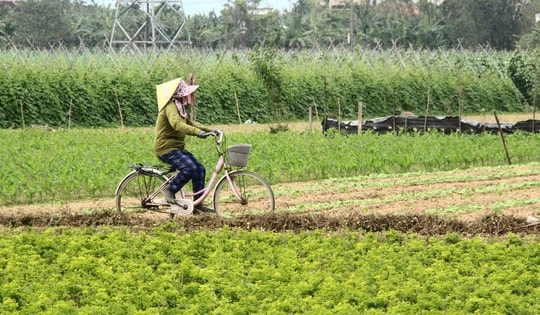 Những luống rau hồi sinh giữa vùng 'rốn lũ'