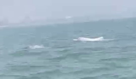 Video cá heo trắng bất ngờ nhảy múa trên biển Sầm Sơn