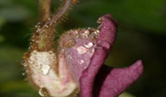 Loài phòng kỷ đặc hữu, quý hiếm, được biết đến là vị thuốc quý trong Đông y