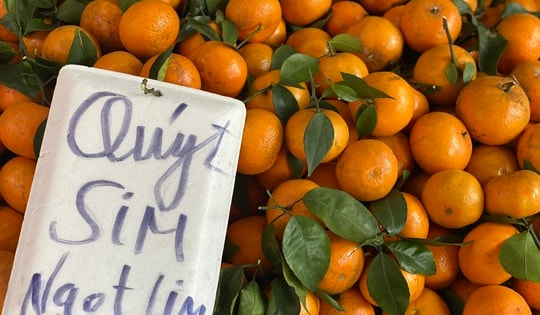Quýt sim ngọt lịm giá rẻ đổ bộ chợ Việt, người tiêu dùng thi nhau đặt số lượng lớn về dùng dần