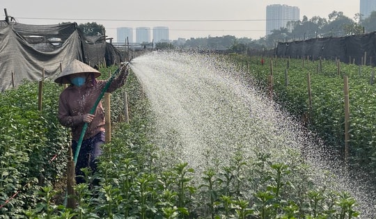 Hà Nội: Làng hoa Tây Tựu tất bật cho vụ Tết, thấp thỏm chờ 'trời thương'