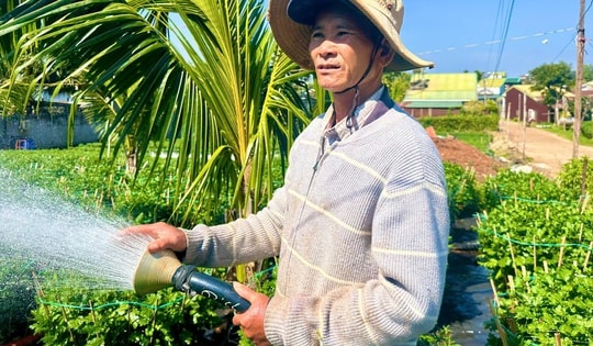 Người trồng hoa cúc Đắk Lắk phấn khởi vì được mùa, trúng giá dịp Tết