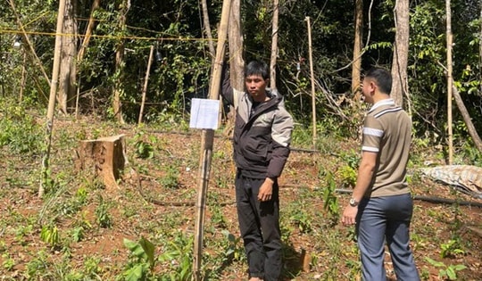 Khởi tố nam thanh niên lén trồng 763 cây cần sa trong rừng