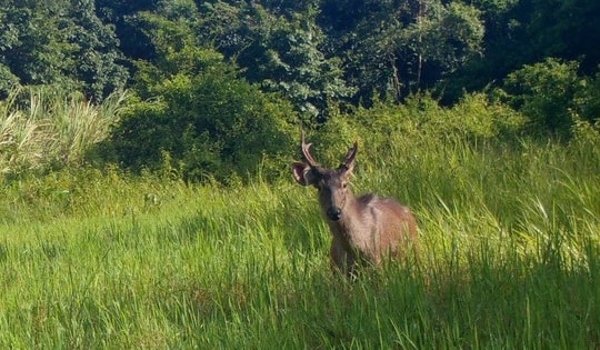 ‘Mắt thần’ góp phần bảo vệ động vật quý hiếm ở Quảng Ngãi