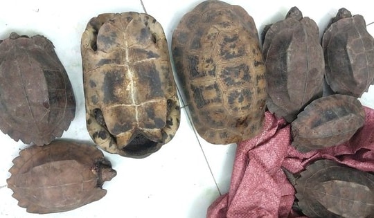 Người dân tự nguyện giao nộp 8 cá thể rùa quý hiếm