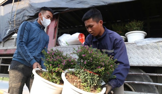Hoa, cây cảnh tấp nập ven quốc lộ Nghệ An chờ người mua