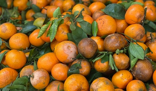 Loại quýt mã rám có gì đặc biệt mà khiến tiểu thương Việt nhập hàng tạ về bán mỗi ngày?