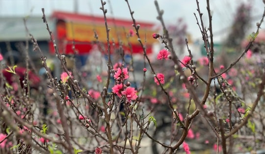 Lan, đào khoe sắc, người dân Hà Nội háo hức mang Tết sớm về nhà