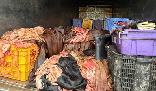 Phú Thọ: Ngăn chặn 1,2 tấn mỡ, da trâu bò không rõ nguồn gốc khi đang lưu thông