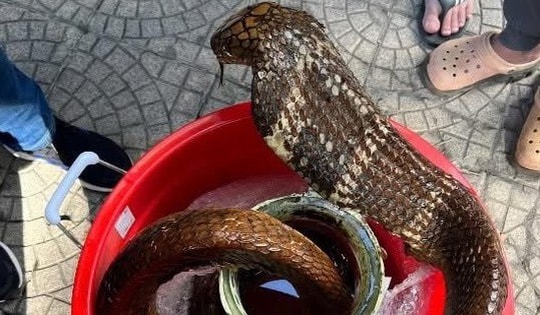 Người đàn ông bị khởi tố vì mua bán rắn Hổ mang chúa