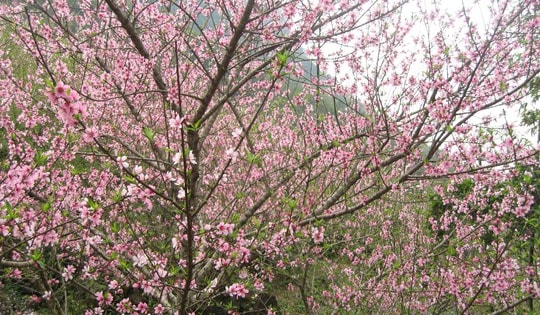 Chuyên gia chỉ cách 'điều khiển' hoa đào nở đúng Tết