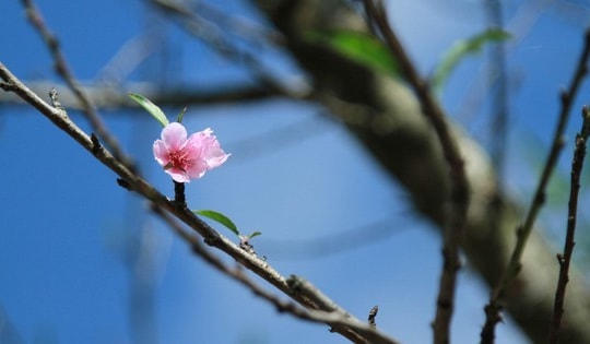 Nên chọn đào chậu hay đào chặt cành chơi Tết, lời khuyên từ chuyên gia