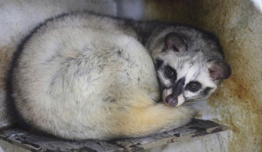 Bỏ phố về quê, làm giàu từ mô hình nuôi động vật hoang dã