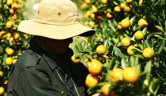 Vào giai đoạn 'nước rút', thủ phủ quất cảnh Đà Nẵng rực sắc vàng chờ ngày xuất bán