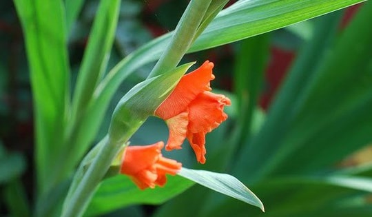 'Điều khiển' hoa lay ơn nở đúng Tết và cách nhận diện cành hoa đẹp