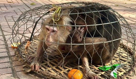 Hai cá thể khỉ quý hiếm bị thương, lạc vào rẫy người dân