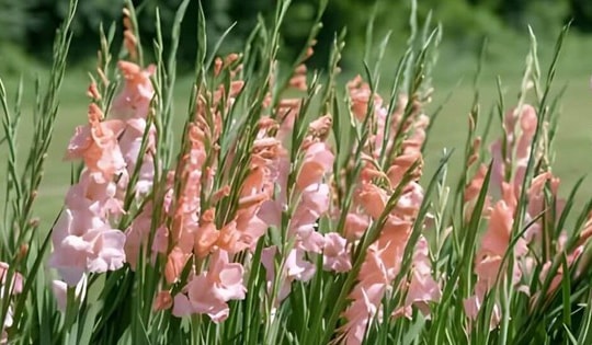 Những phương pháp đơn giản để hoa lay ơn tươi lâu ngày Tết