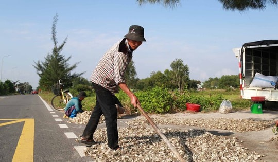 Giáp Tết, kiệu được giá, nông dân Đà Nẵng phấn khởi thu hoạch