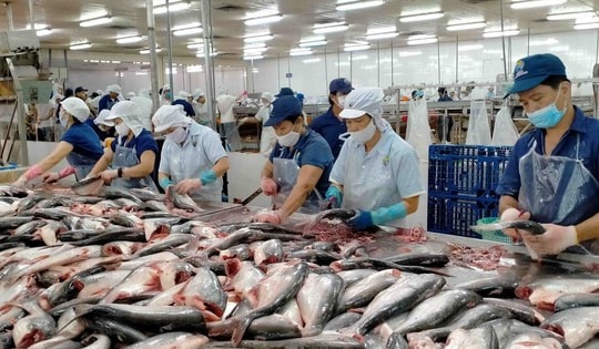 Việt Nam thu gần 2,2 tỷ USD từ xuất khẩu cá tra 2025