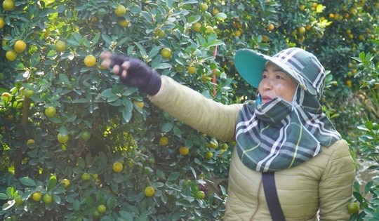 Vùng trồng quất lớn nhất xứ Thanh hồi sinh sau bão lũ