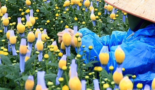 Rét 9°C, nông dân Hà Nội trùm áo mưa ra đồng chăm hoa Tết