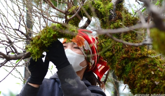 Mặc 'áo' rêu xanh cho đào cổ thụ