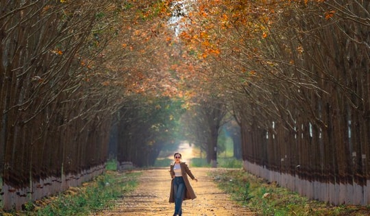 Đẹp hút hồn rừng cao su mùa thay lá ở Tây Nguyên