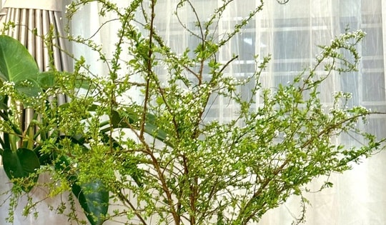 Nguyên nhân hoa tuyết mai 'cháy hàng' từ đầu tháng Chạp