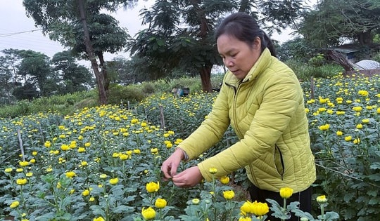 Người dân Hải Phòng khấp khởi được mùa vụ hoa Tết