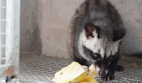 Hàng ngàn cá thể động vật rừng nguy cấp, quý hiếm được gây nuôi tại Quảng Trị