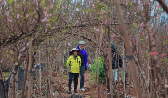 Cận Tết, người Hà Nội rộn ràng đi chọn đào, mua quất