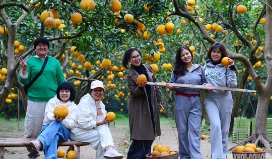 Người Thủ đô rộn ràng vừa mua vừa check-in bưởi Diễn trước thềm Tết Bính Ngọ