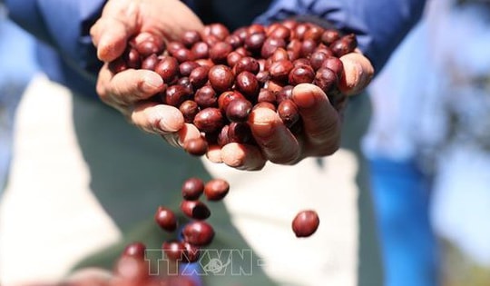 Thị trường nông sản: Giá cà phê tăng mạnh