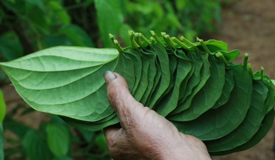 Tết đến, cả làng lại tất bật 'đếm lá tính tiền'