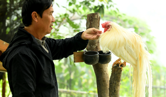 Người đàn ông U60 và bộ sưu tập những giống gà 'nhất thế giới'