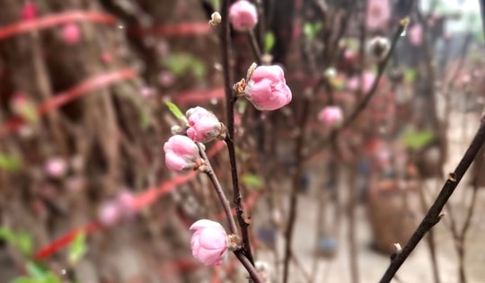 Đào rừng xuống phố, 'lộc núi' tiền triệu hút người chơi Tết