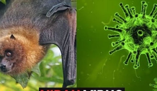 Bộ Y tế hoả tốc nhắc các cơ sở khám chữa bệnh chủ động phòng chống bệnh do virus Nipah