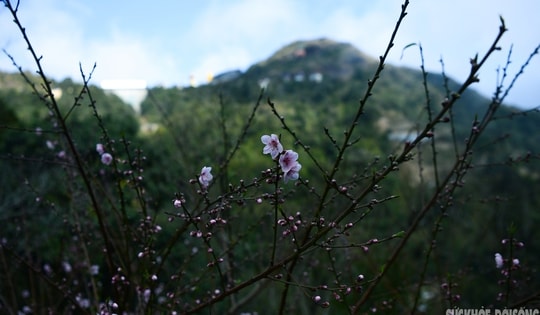 Đào rừng bung sắc giữa mây đèo Ô Quy Hồ