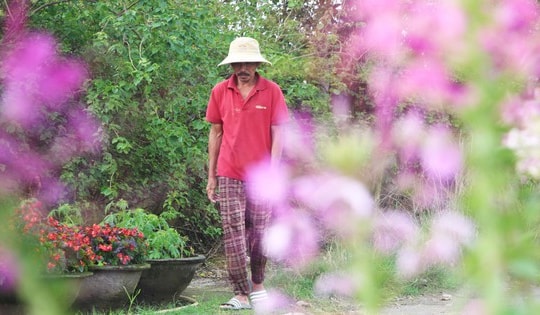 Làng hoa Đà Nẵng hồi sinh sau lũ lịch sử, rực rỡ sắc xuân