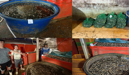 TPHCM: Triệt phá đường dây ngâm hơn 3.000 tấn ốc bươu trong 'thủy tinh lỏng'