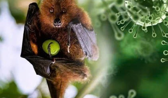 TPHCM tăng cường giám sát trước nguy cơ xâm nhập virus Nipah