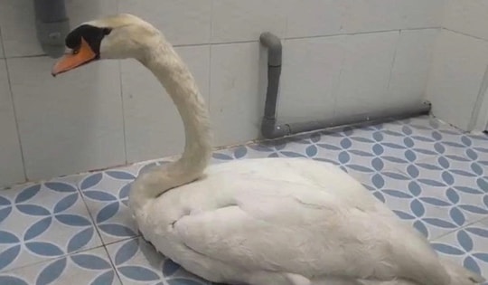 Bắt đối tượng trộm thiên nga trắng hiếm tại Thảo Cầm viên Sài Gòn