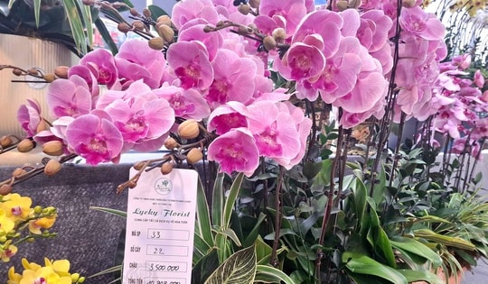 Hoa lan rực rỡ xuống phố, giá từ vài triệu đến vài chục triệu đồng