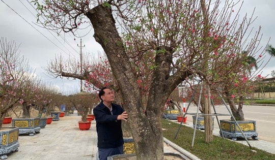 Đào thế lạ, bưởi 'khủng' rộn ràng xuống phố đón Tết