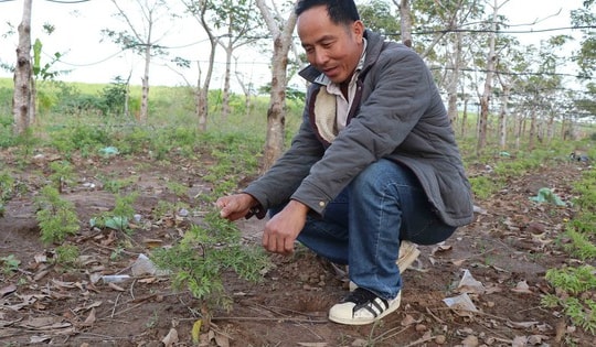 Trồng dược liệu dưới tán cây lâu năm mang lại sinh kế bền vững cho người dân