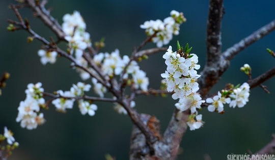 Bản Chu Va phủ trắng 'hoa tuyết'