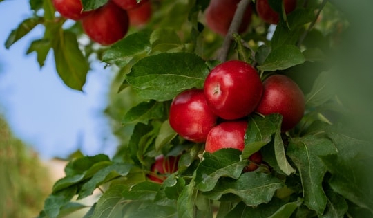 Washington Apples - Nông sản Mỹ cho mâm Tết tròn vị của người Việt