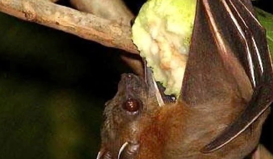 Chuyên gia lý giải nguyên nhân virus Nipah có tỷ lệ tử vong cao