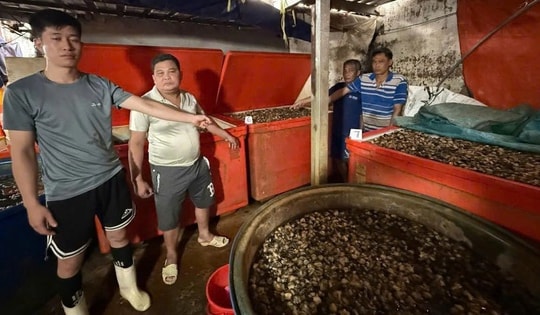 Hiểm hoạ khôn lường từ ốc ngâm 'thuỷ tinh lỏng'