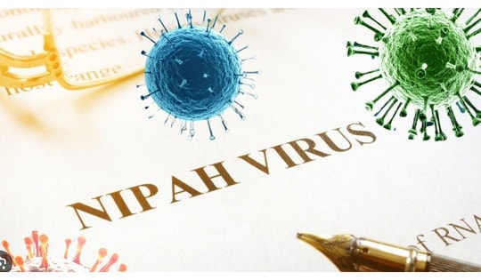 Bộ Y tế yêu cầu khoanh vùng, xử lý triệt để nếu xuất hiện ca bệnh do virus Nipah
